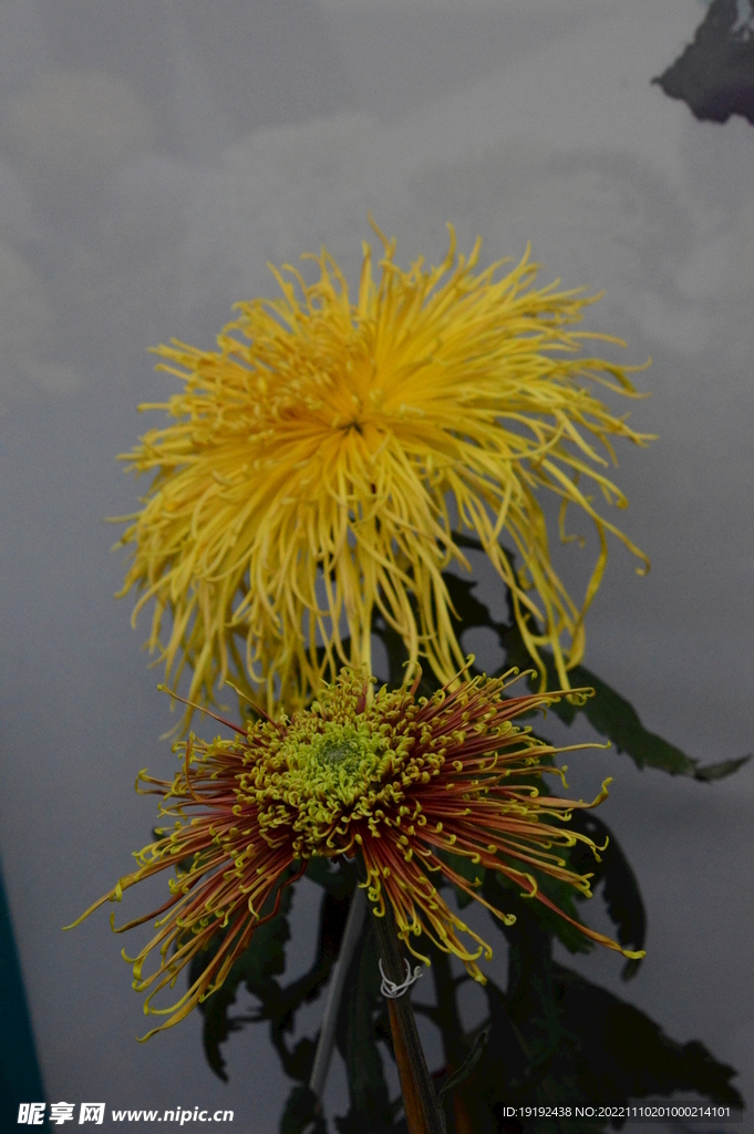 菊花