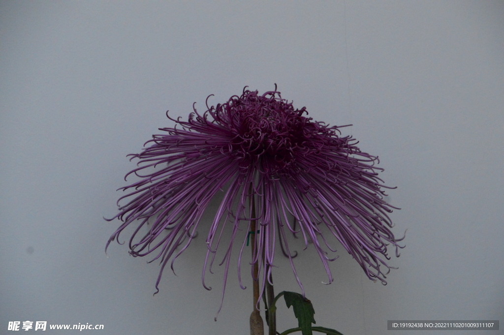 菊花 