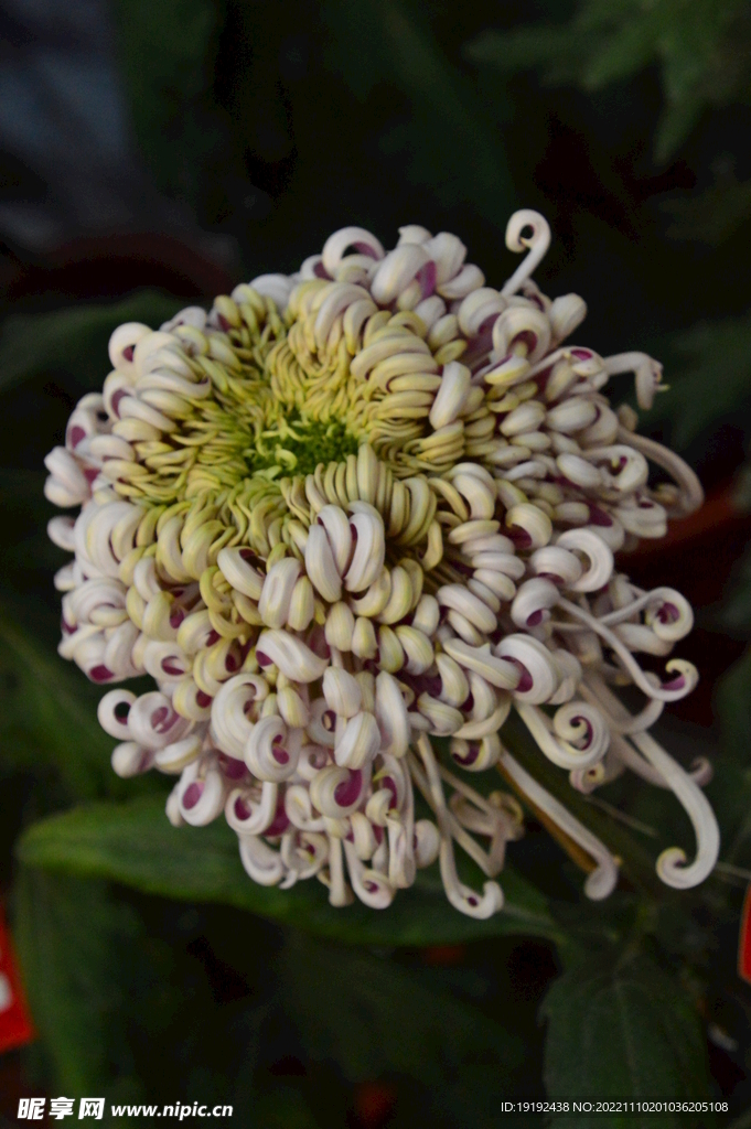 菊花