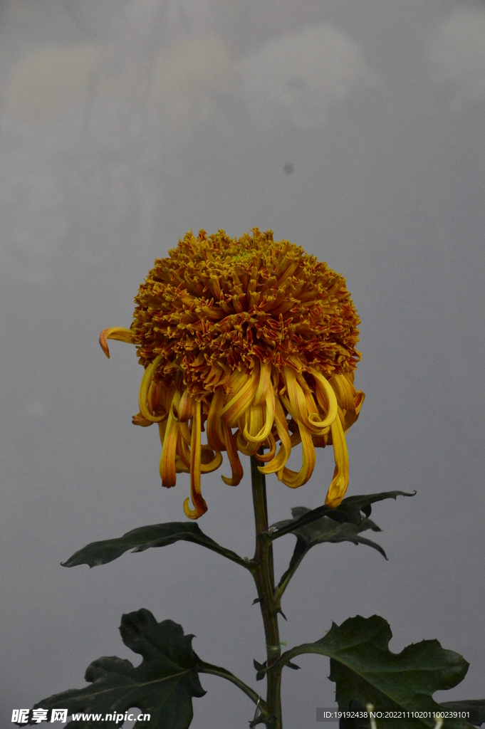 菊花