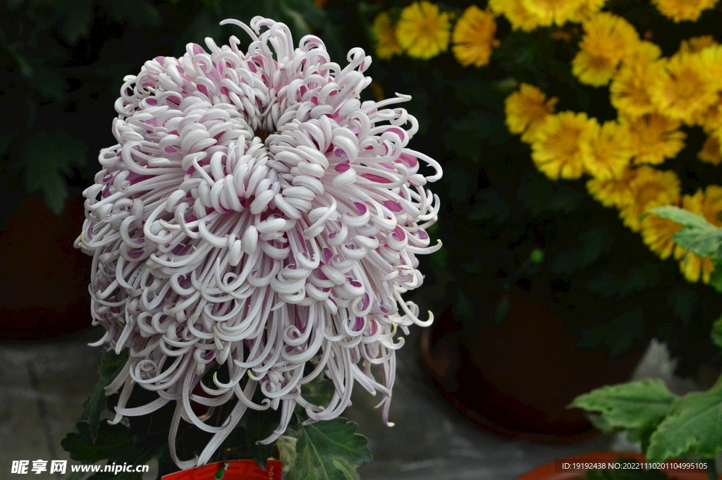 菊花 