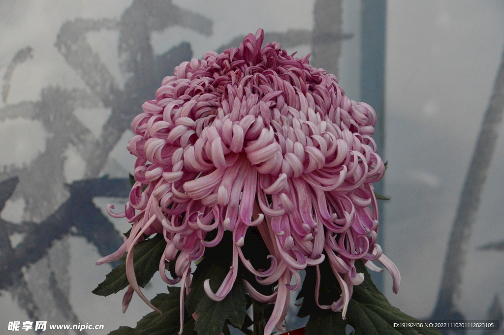 菊花 