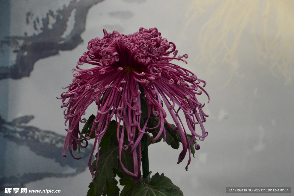 菊花