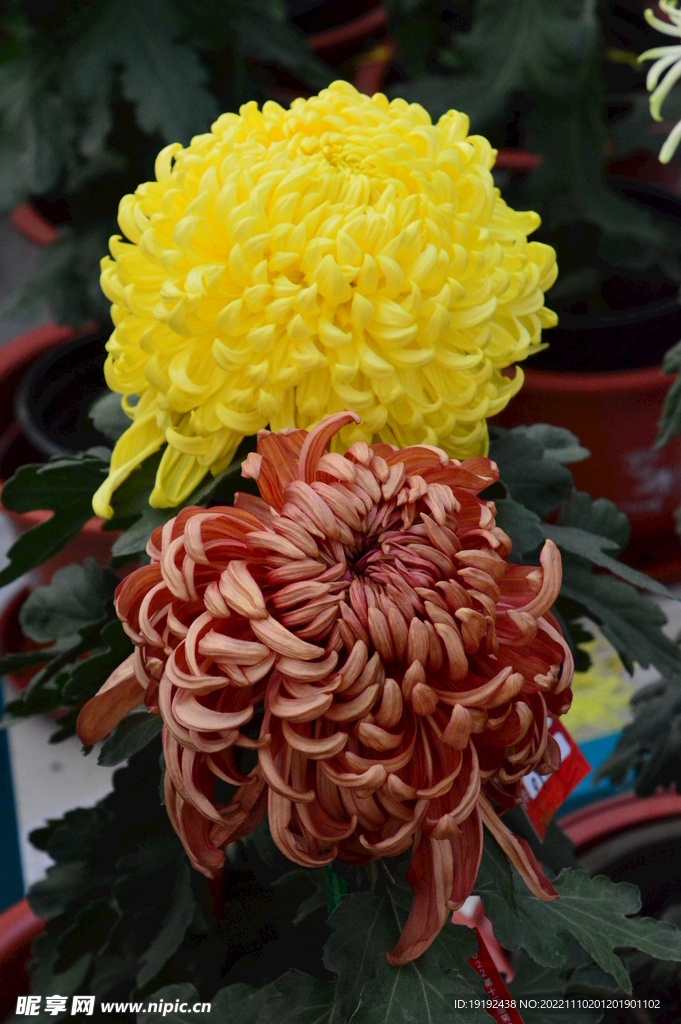 菊花 