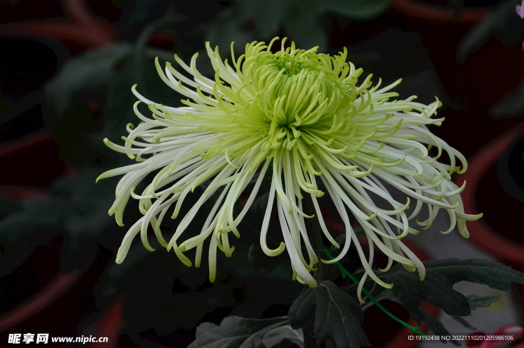 菊花 