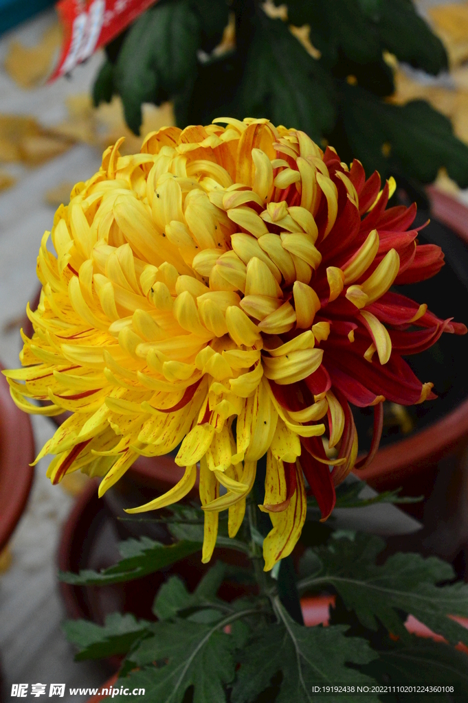 菊花 