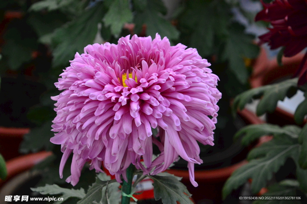 菊花