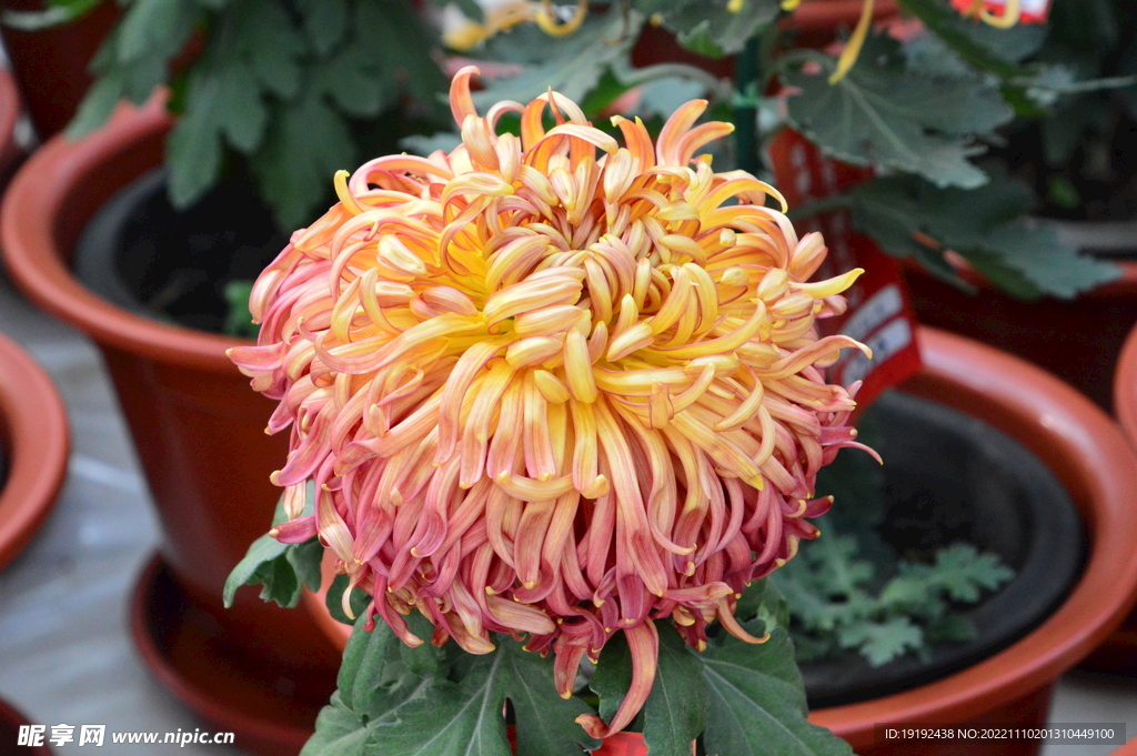 菊花