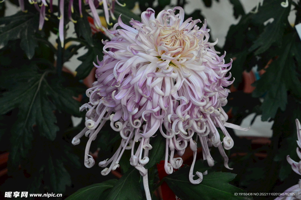 菊花 