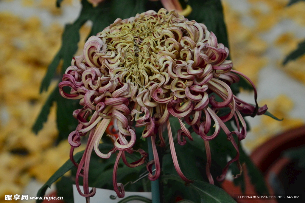 菊花 