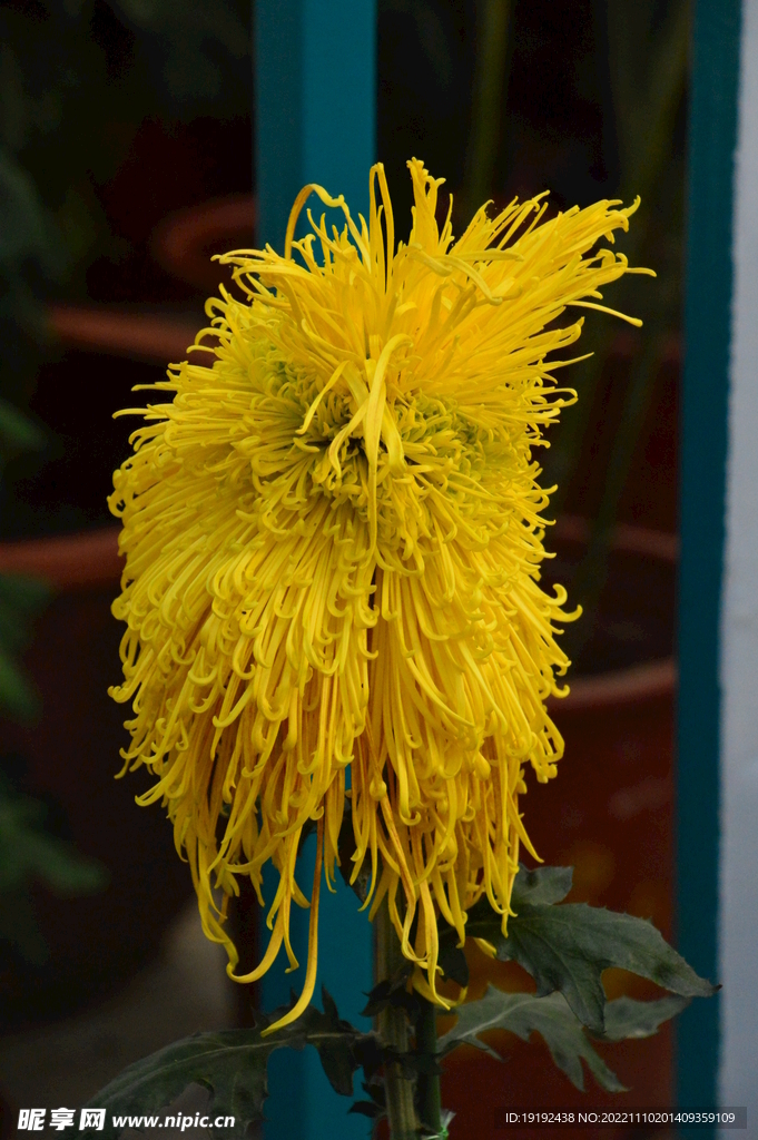 菊花 