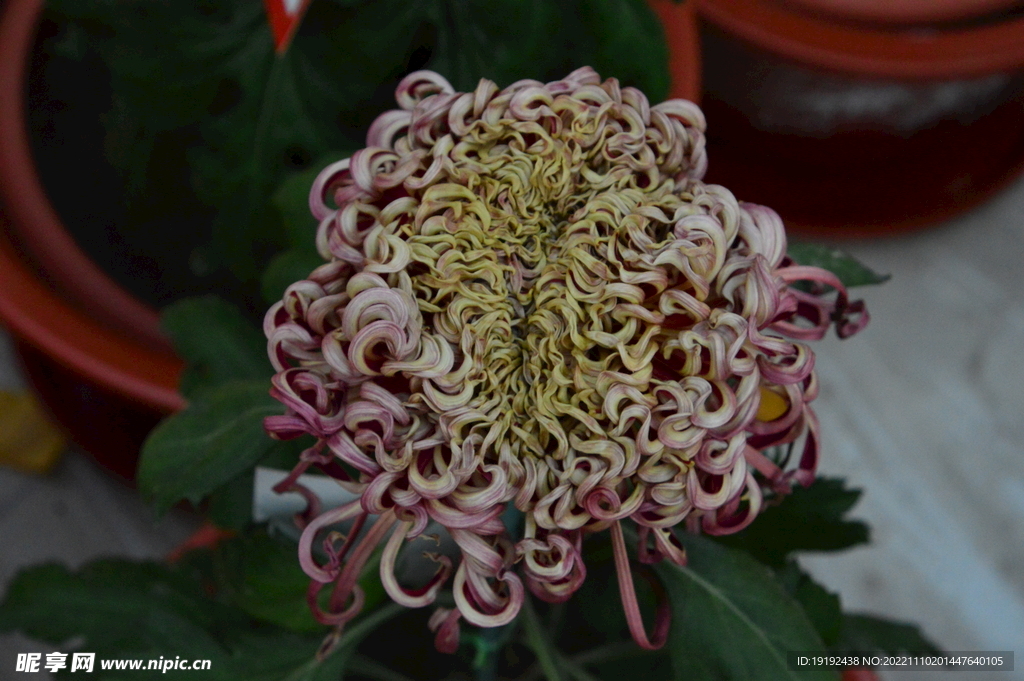菊花 
