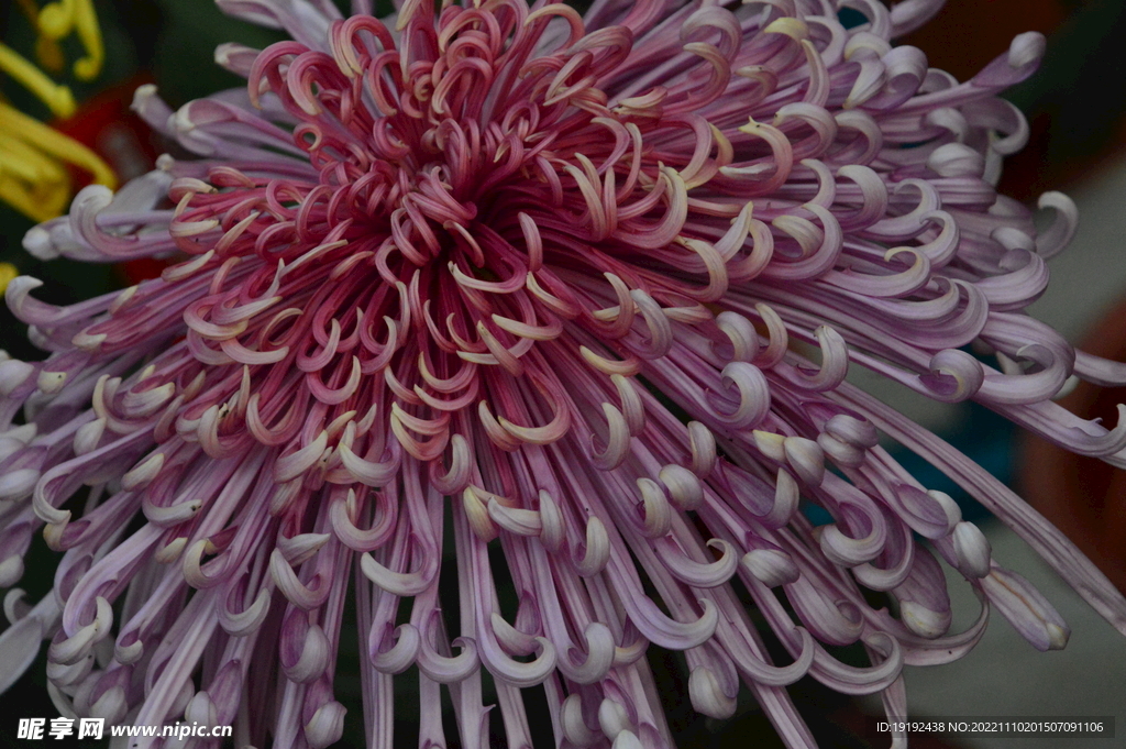 菊花 