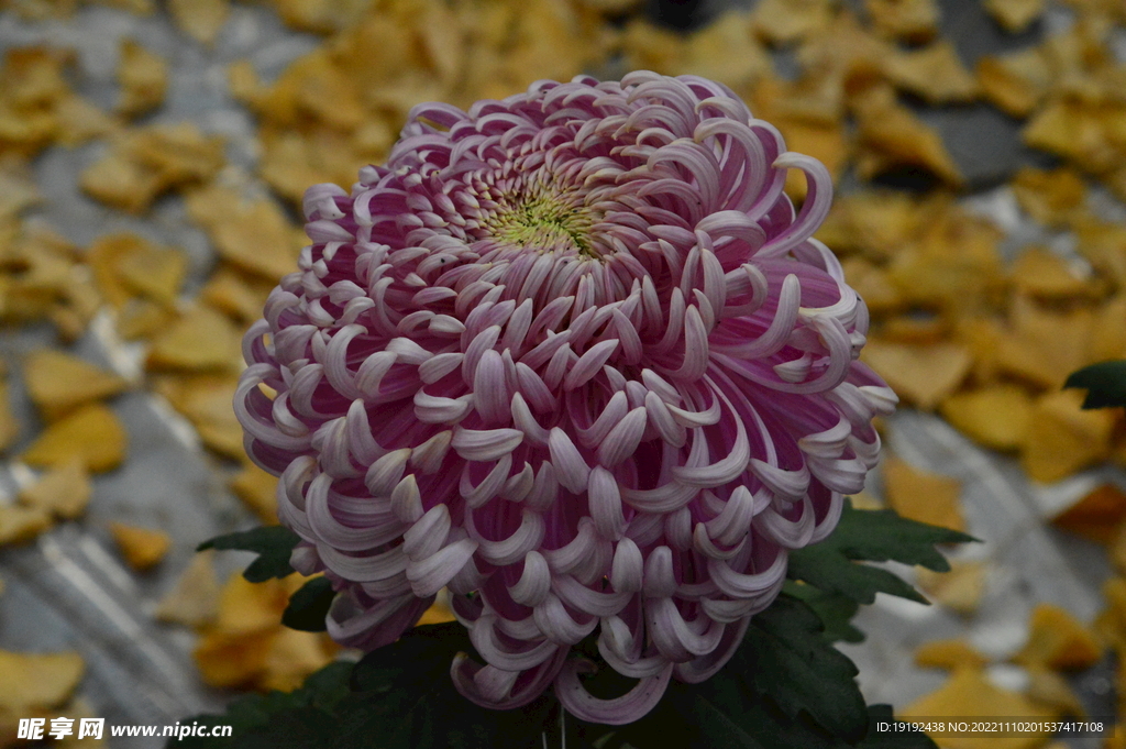 菊花 