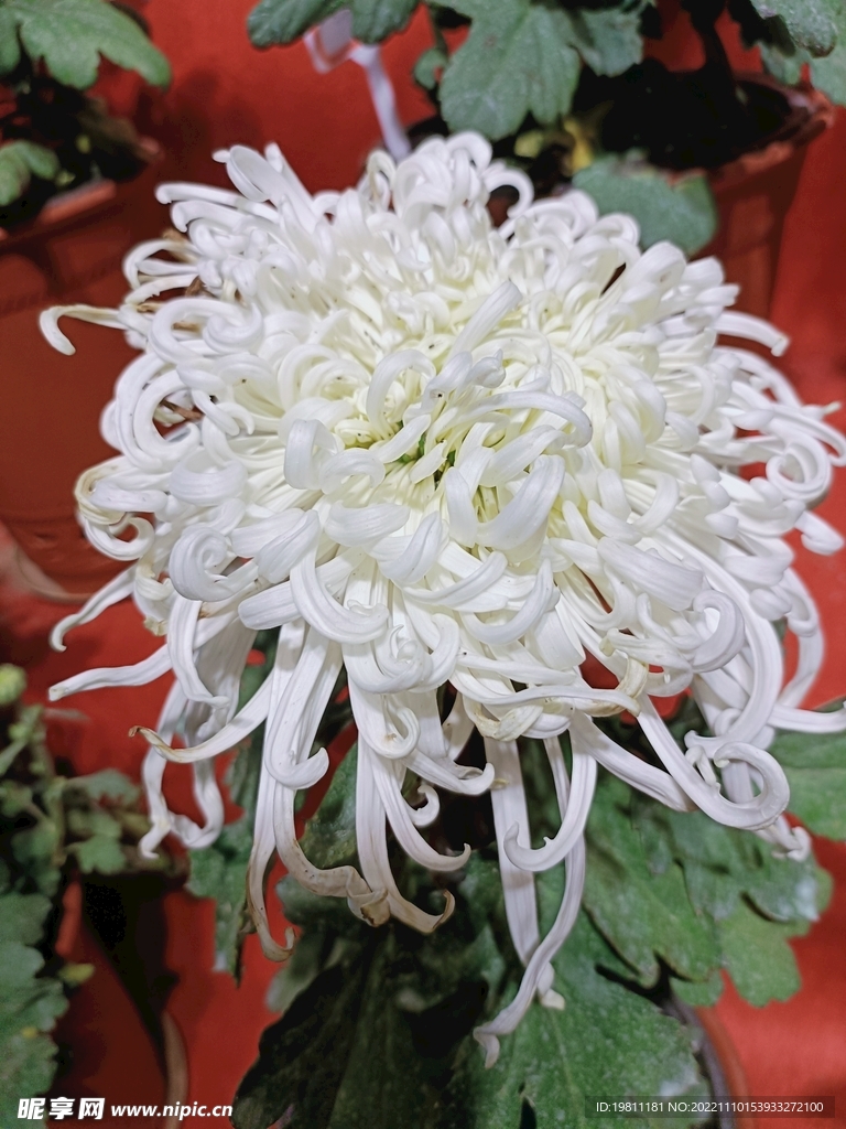 菊花