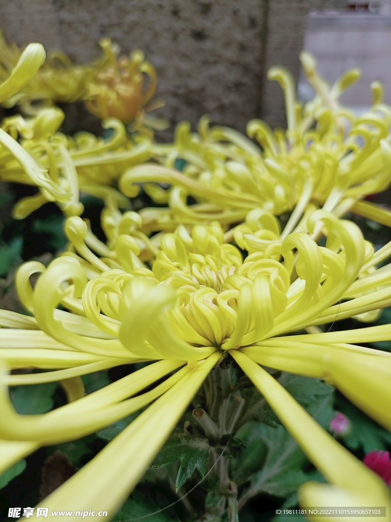 菊花