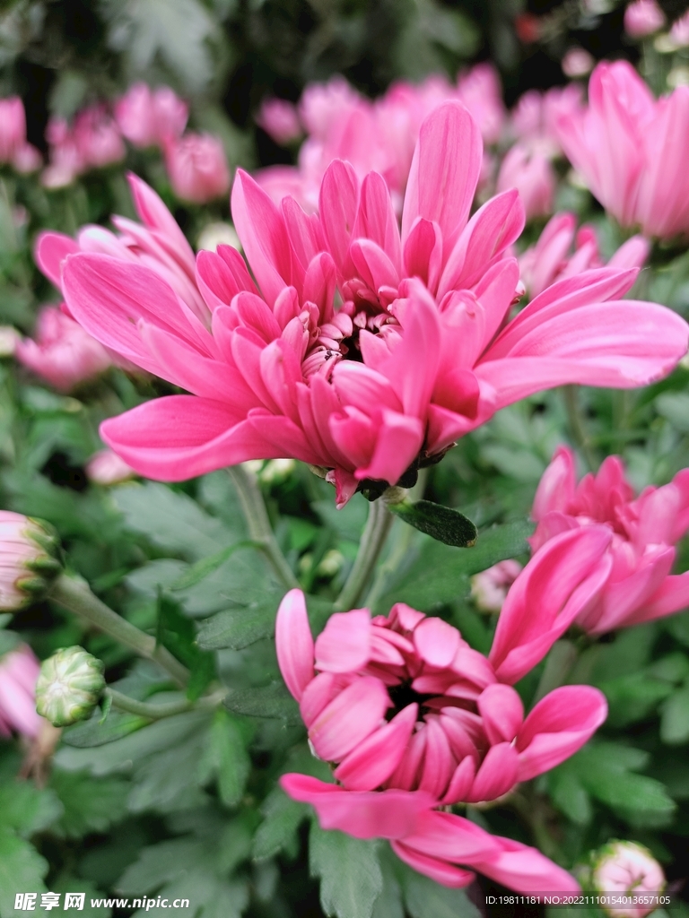 菊花
