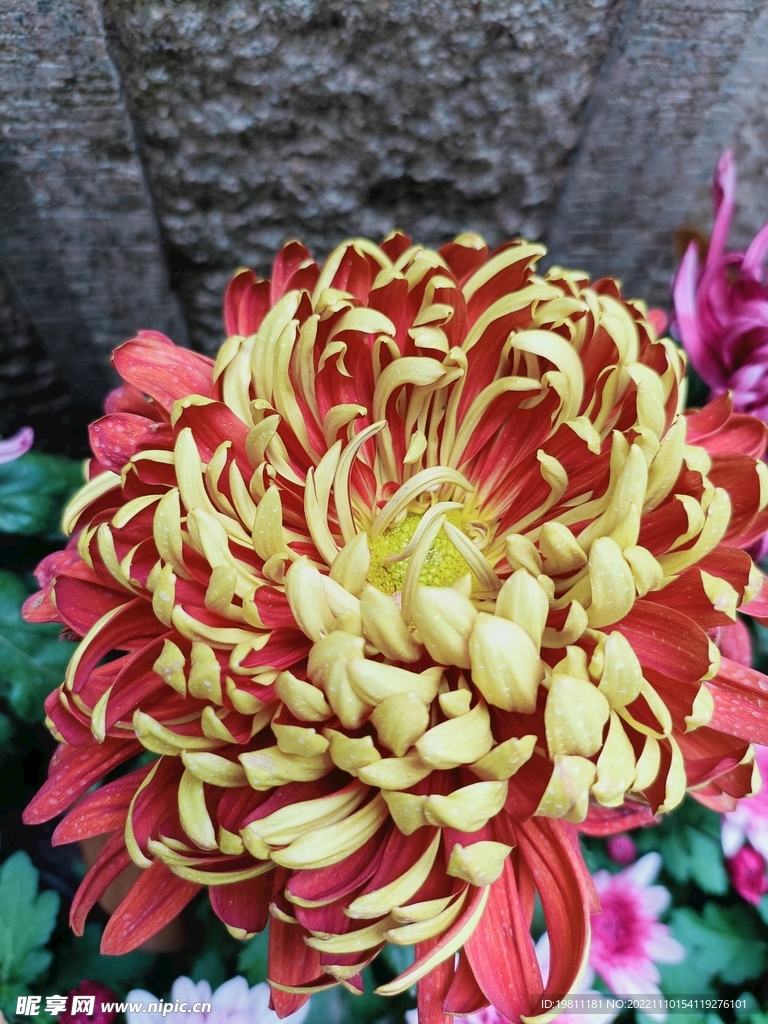 菊花 
