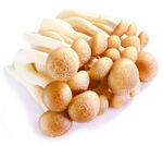 蟹味菇