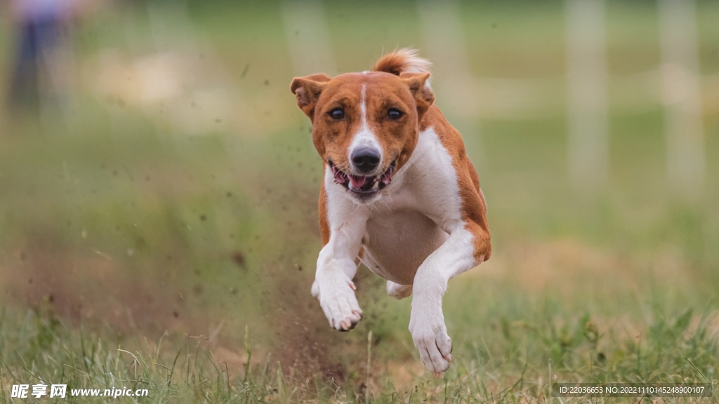 猎狐犬