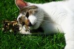 懒洋洋的小猫