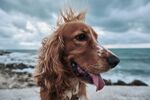 海边金毛猎犬