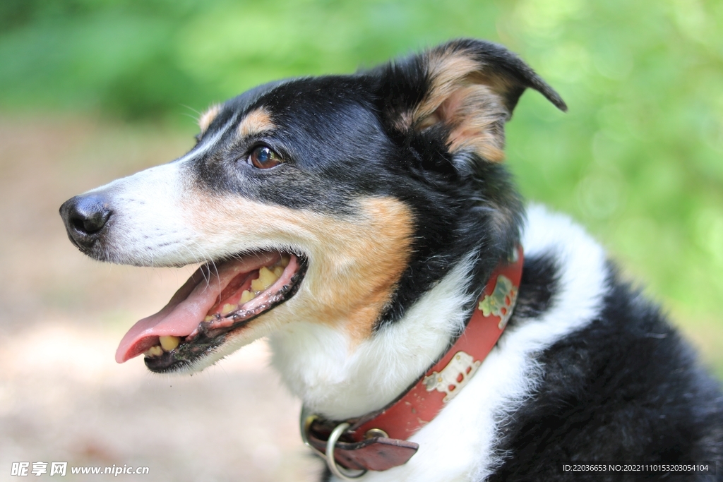 边境牧羊犬