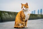 小花猫