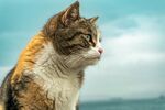 可爱猫