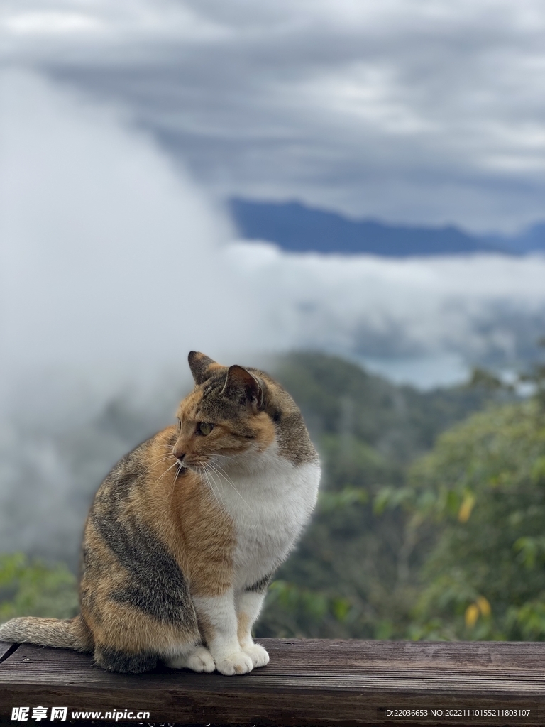 孤傲小肥猫