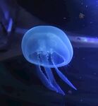 深海蓝色水母海蜇