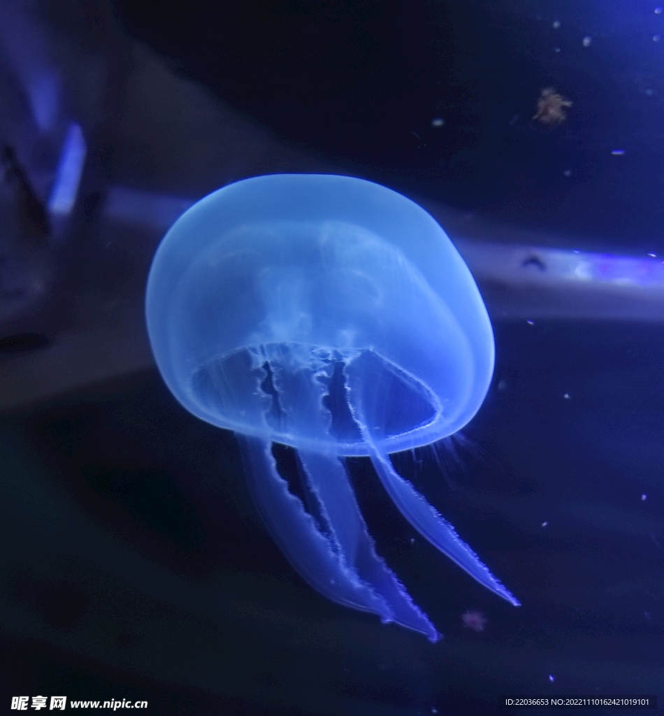 深海蓝色水母海蜇