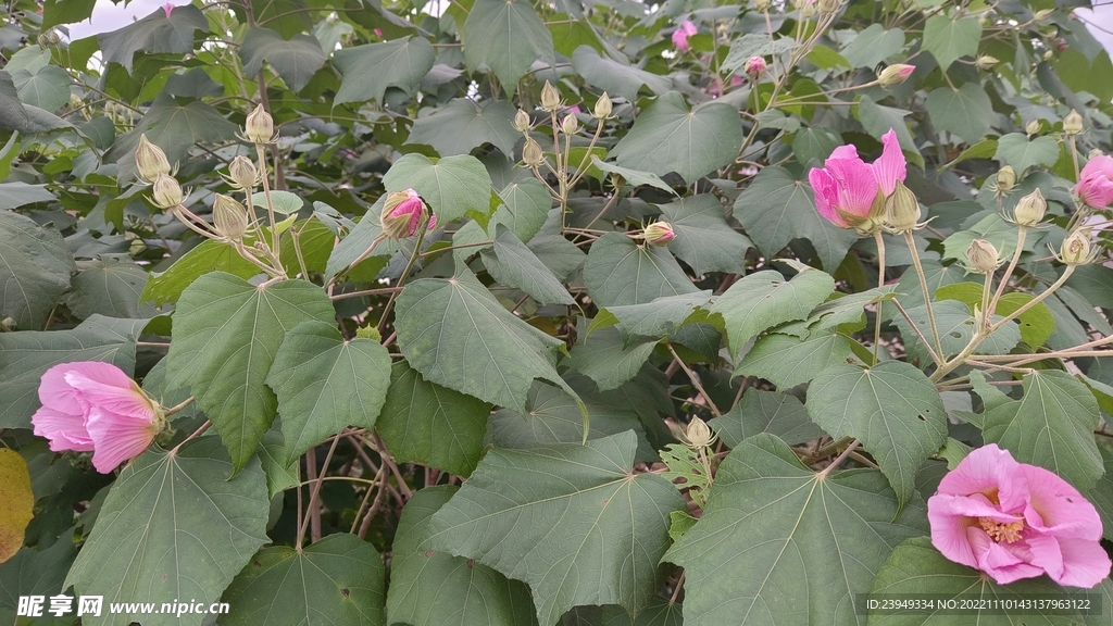木芙蓉