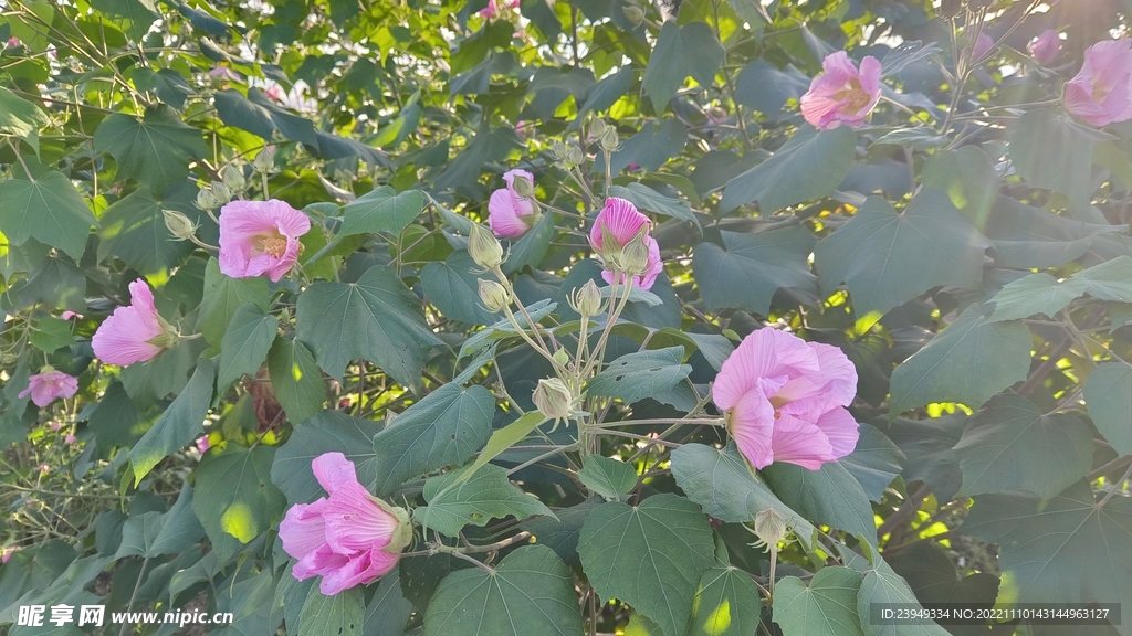木芙蓉