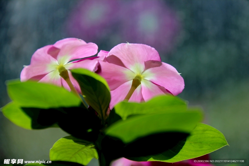 长春花