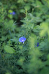 牵牛花