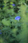 牵牛花