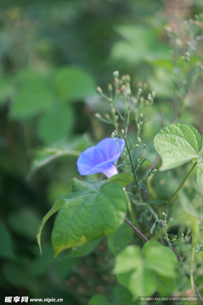 牵牛花