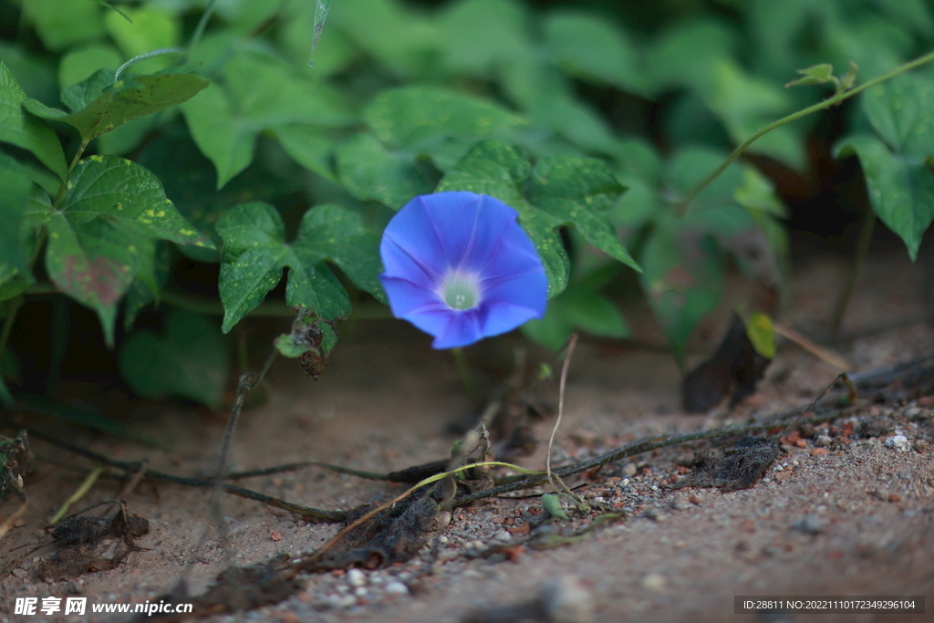 牵牛花