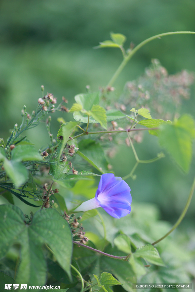 牵牛花