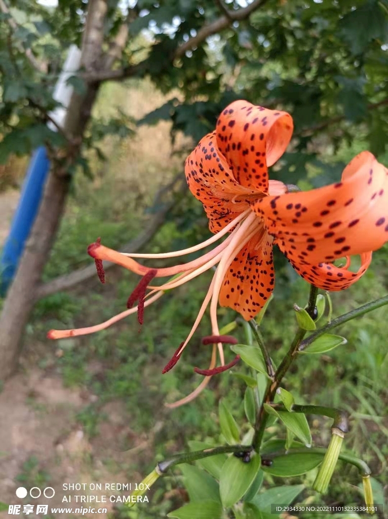 红花