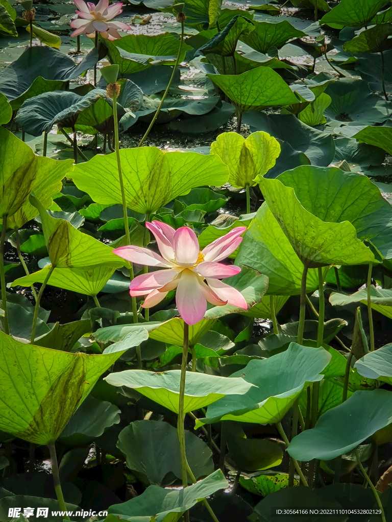荷花