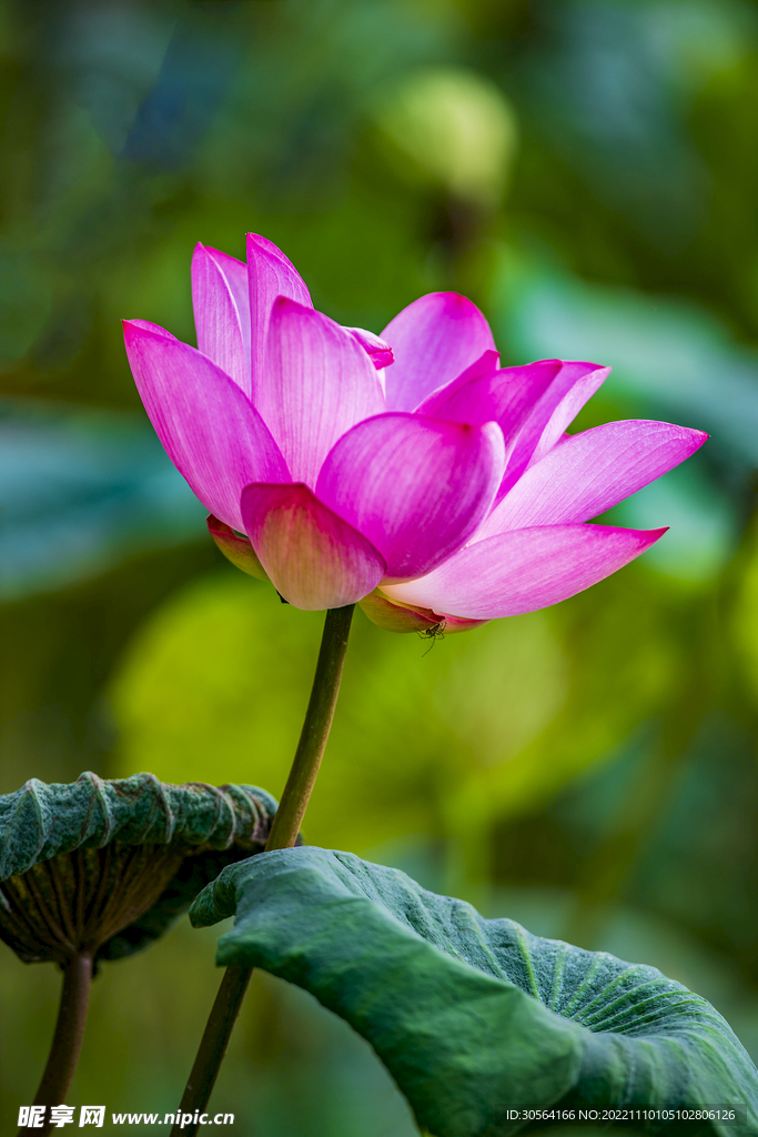 荷花