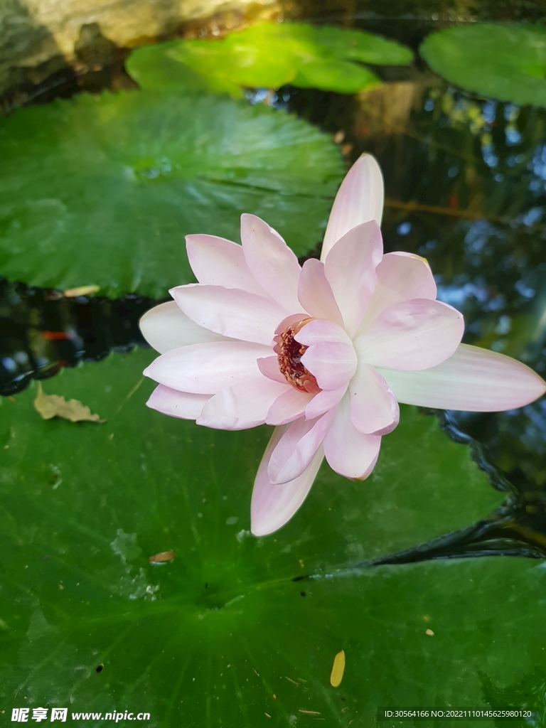 荷叶荷花