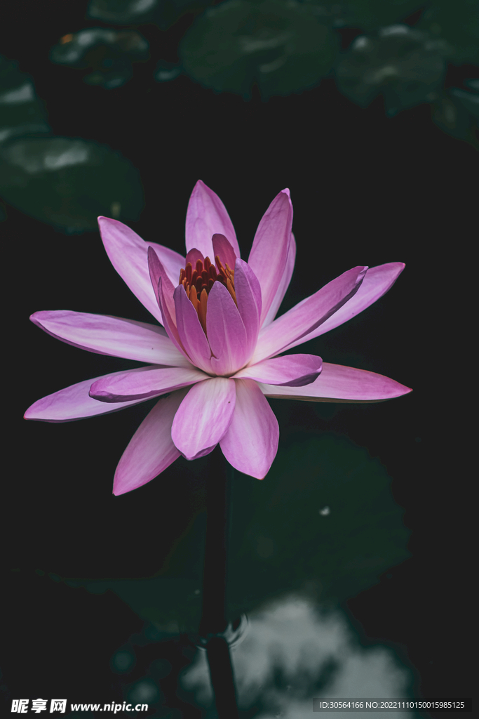 夏季荷花