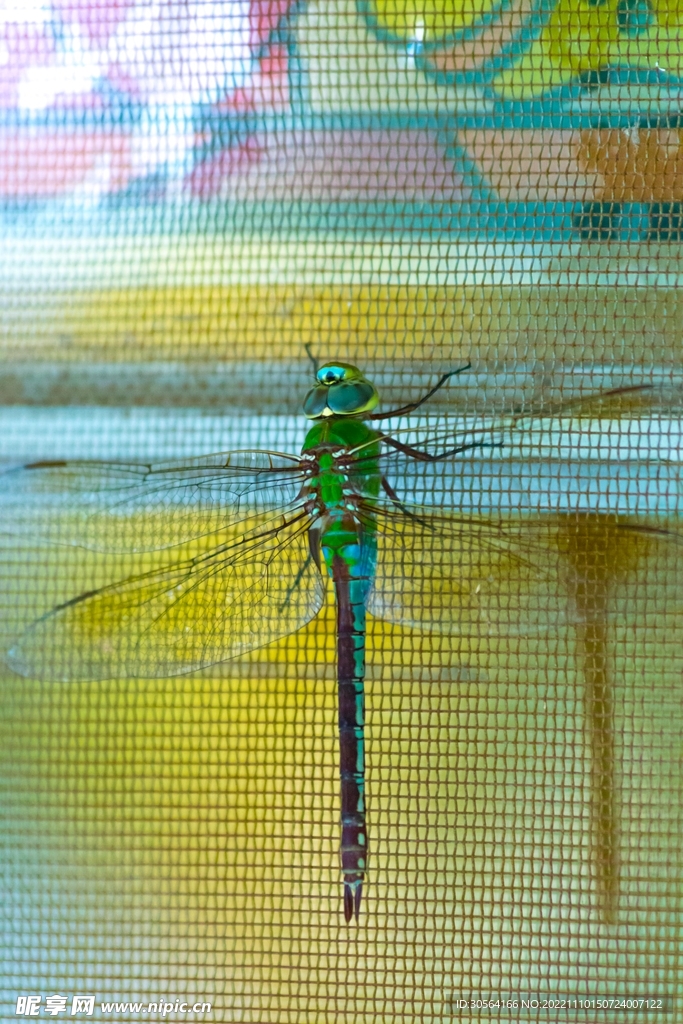 蜻蜓