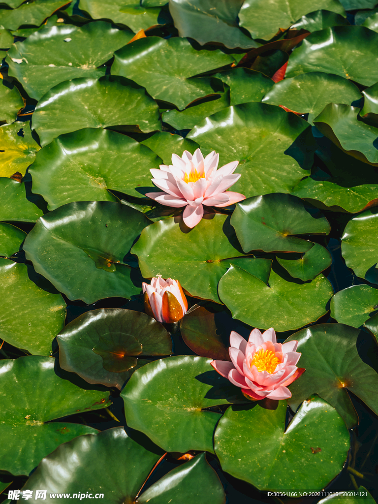 夏季池塘荷花