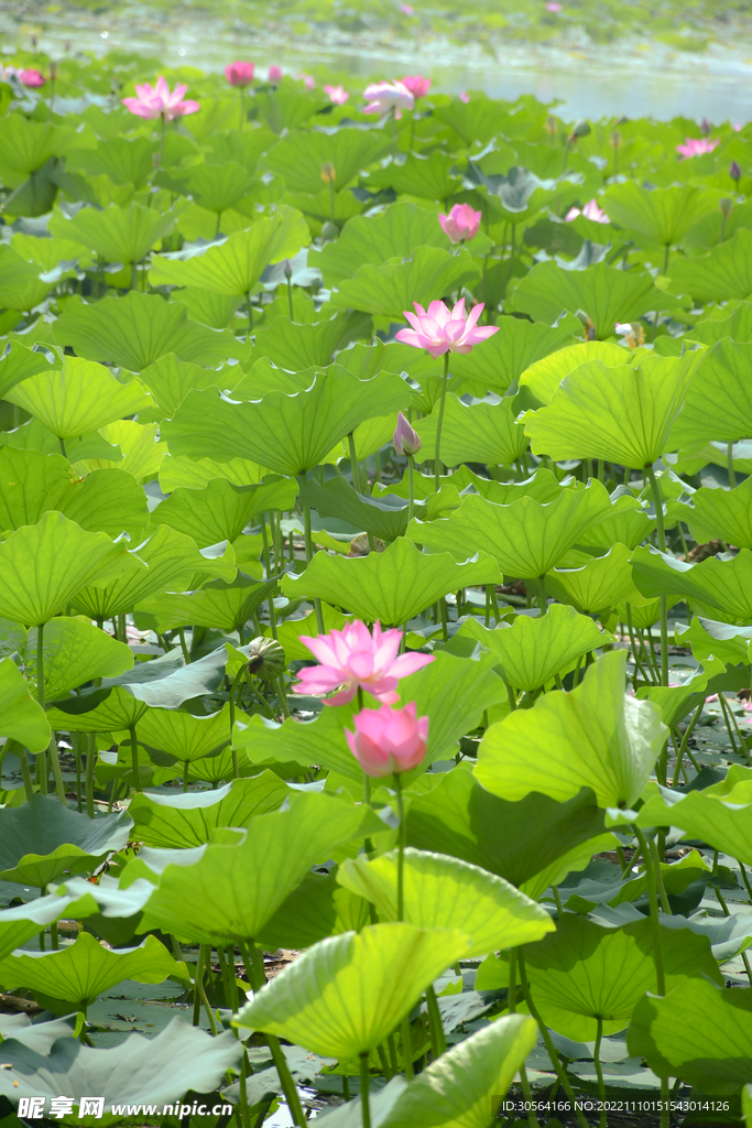 夏季荷叶荷花