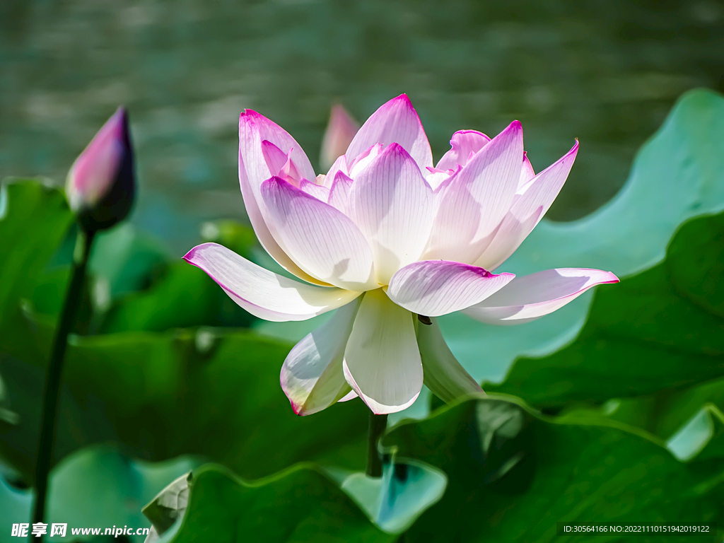 夏季池塘荷花