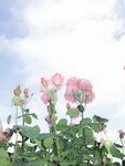 月季花图片 